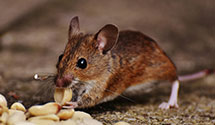 24 Hour & Emergency Exterminators in Atlantic Beach, NC